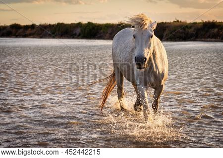 White Horses Are Runing In The Water  All Over The Sea In Camargue, France.