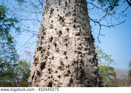 A Straight Tall Trunk Of Bombax Ceiba Tree Cover With Cone-shaped Spines. The Spines Deter Attacks B