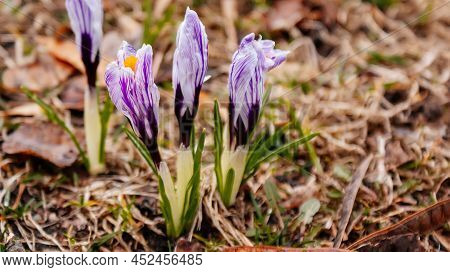 Blooming Crocus Vernus Or Croci With White Petals With Lilac Stripes And Orange Stigma And Anthers, 