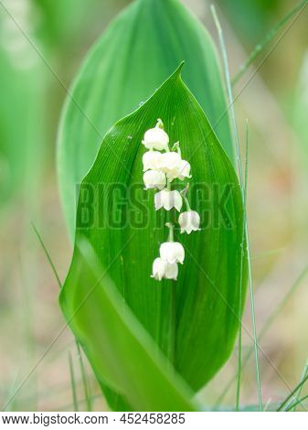 Lily Of The Valley On The Forest Floor. Green Leaves, White Flowers. Early Bloomers That Herald The 