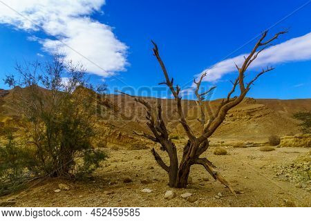 Winter View Of Desert Landscape In The Shkhoret Canyon, With Acacia Tree, Massive Eilat Nature Reser