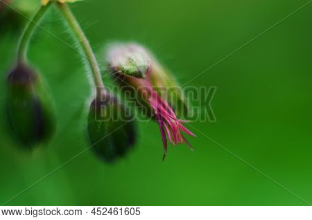 Dark Purple Flower Of Geranium Phaeum 'raven' In The Garden