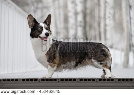 Welsh Corgi Cardigan On The Background Of A Winter Landscape