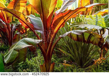 Red Abyssinian Banana Ensete Ventricosum Maurelii Planted In Public Park. Leaves Of A Tropical Plant