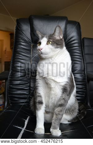 Portrait Of A Gray And White Cat.