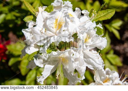 Flowers Of Hybrid Rhododendron Cultivar Juck Brydon Close-up. Evergreen Shrub. Used As An Ornamental