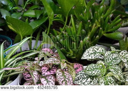 House Plants. Greenery. Home Potted Plant Top View. Epipremnum. Syngonium. Aichryson. Chlorophytum. 