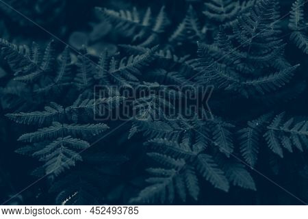 Rainforest Jungle Landscape. Fern Leaves Banner. Landscape. Fern Plants In Forest. Fresh Green Tropi