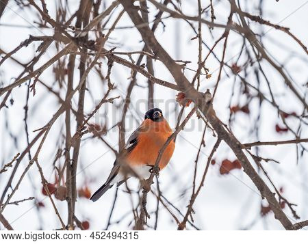 Bullfinch Sits On A Branch And Eats Small Red Apples. Bullfinch Bird Eats Berry On A Tree Branch. Bu