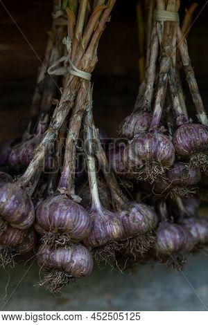 Tied Batches Of Purple Colored Garlic Hanging For Drying