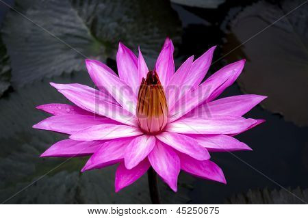 Nimphaea. North Sumatra, Indonezja.