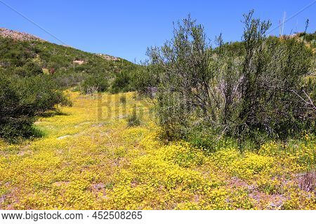 Chaparral Plants On Lush Grasslands And Wildflowers During Spring Taken At A Chaparral Woodland In T