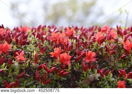 Rhododen Obtusum'kurume Azarea' Blossoms Begin To Bloom. Ericaceae Evergreen Shrub. Flowering Season