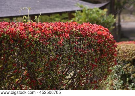 Rhododen Obtusum'kurume Azarea' Blossoms Begin To Bloom. Ericaceae Evergreen Shrub. Flowering Season