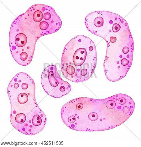 Watercolor Illustration Of Pink Purple Cells Microalgae Microorganisms, Microscope Bio Algae. Concep
