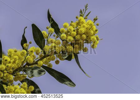 Yellow Flowers Of A Flowering Cootamundra Wattle Acacia Baileyana Tree Closeup On A Blurred Backgrou