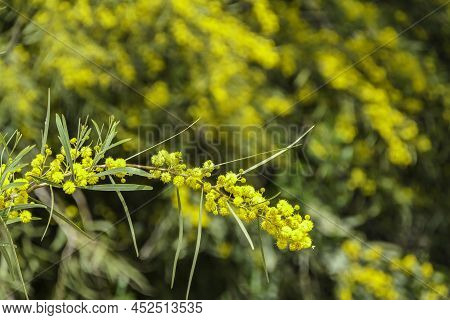 Yellow Flowers Of A Flowering Cootamundra Wattle Acacia Baileyana Tree Closeup On A Blurred Backgrou