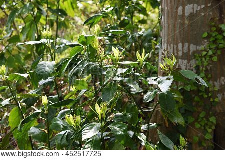 Japanese Laurel (aucuba Japonica) Flowers. Dioecious Aucubaceae Evergreen Shade Shrub.