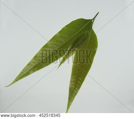 Polyalthia Longifolia Var Pendula - Leaves, Monoon Longifolium. With White Background