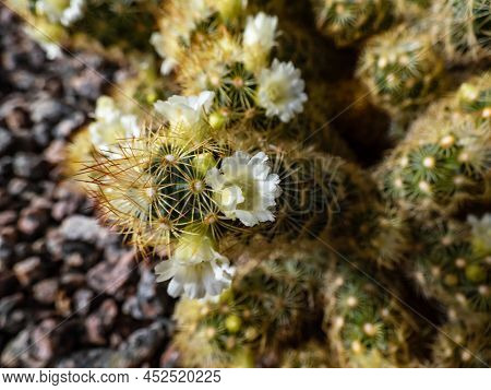 Macro Shot Of The Gold Lace Cactus Or Ladyfinger Cactus (mammillaria Elongata) With Yellow And Brown