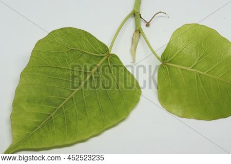Sacred Fig Tree Leaf Spruce Leaf (ficus Religiosa) Leaf. With Blur Background
