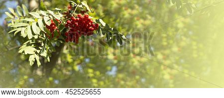 A Branches Of Rowan With Red Berries Bacground Yellow Lives Banner. Autumn And Natural Background. A