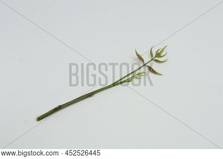 Neem Leaf Spruce Leaf. With White Background
