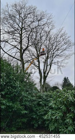 Velbert, Nrw, Germany - January 20, 2022:
Forest Workers During Tree Felling Work When Cutting Down 