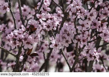 Pink Flowers Of A Blossoming Prunus Cerasifera Pissardi Plum Tree Close-up On A Blurred Background