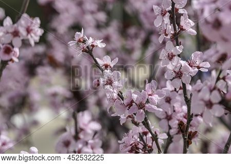Pink Flowers Of A Blossoming Prunus Cerasifera Pissardi Plum Tree Close-up On A Blurred Background