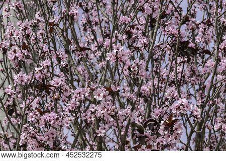 Pink Flowers Of A Blossoming Prunus Cerasifera Pissardi Plum Tree Close-up On A Blurred Background