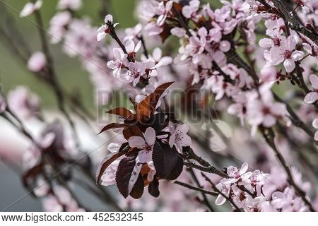 Pink Flowers Of A Blossoming Prunus Cerasifera Pissardi Plum Tree Close-up On A Blurred Background