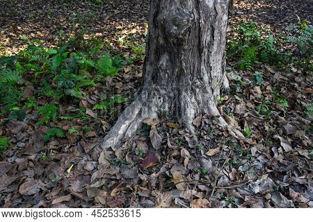 Roots Of An Old And Big Tree In The Himalyan Forest