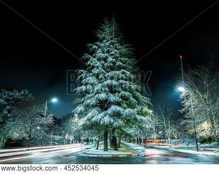 Cedar Full Of Snow And Moving Lights In Ifrane