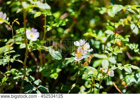 Two Ladybugs On A White Flower In Imlil