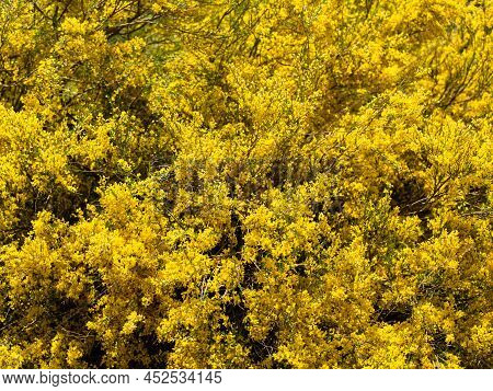 Yellow Leaves On Tree In Imlil In Morocco