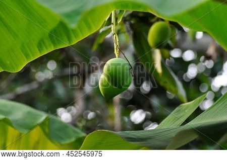Mango , Mango Seed Or Mango Tree On The Farm