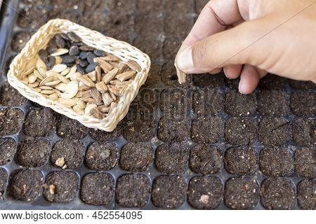 Planting Vegetable Seeds In A Seed Tray