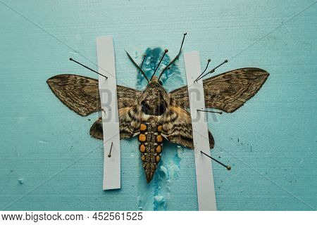 Pinned Tomato Hornworm Moth With Wings Spread On A Foam Board