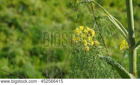 Yellow Wildflower Giant Fennel, Ferula Communis, Apiaceae, That Grows In Israel