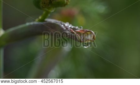 Close-up Shot Of Giant Fennel Ferula Communis In Israel