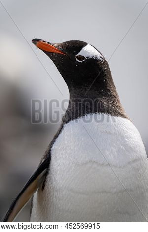 Close-up Of Gentoo Penguin Standing Lifting Beak