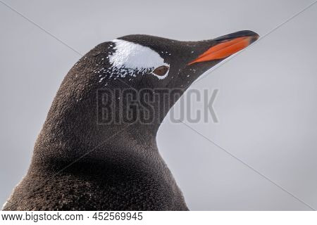 Close-up Of Gentoo Penguin With Lifted Beak