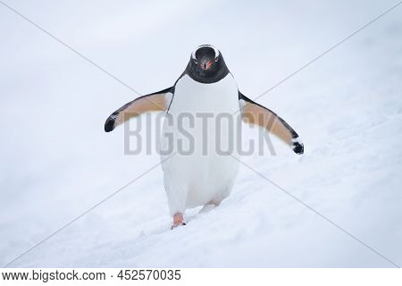 Gentoo Penguin Approaching Camera On Snowy Hillside