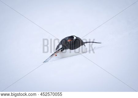 Gentoo Penguin Body Surfs Down Snowy Hillside