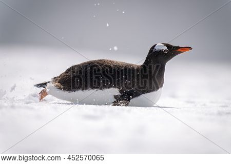 Gentoo Penguin Body Surfs Over Sunlit Snow