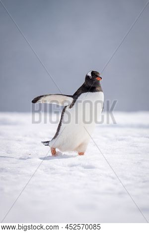 Gentoo Penguin Crosses Snow Holding Out Flipper