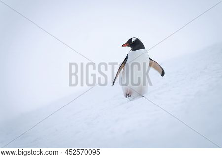 Gentoo Penguin Crosses Snowy Hill Turning Head