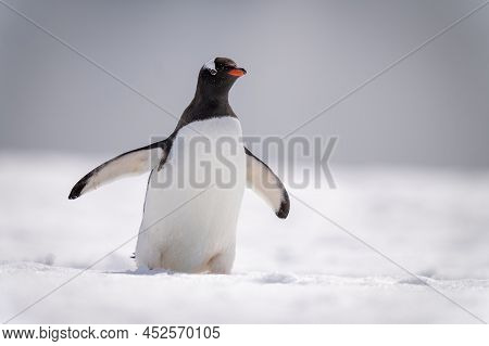 Gentoo Penguin Crosses Snowy Slope In Sunshine