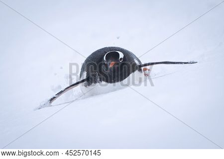 Gentoo Penguin Descends Snowy Slope On Stomach